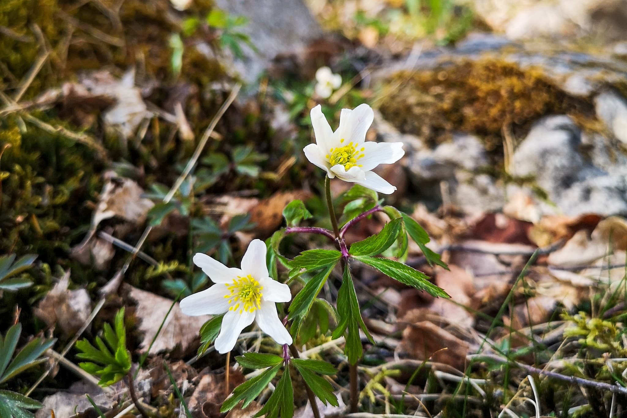 wp-16507427514663845483504583490889