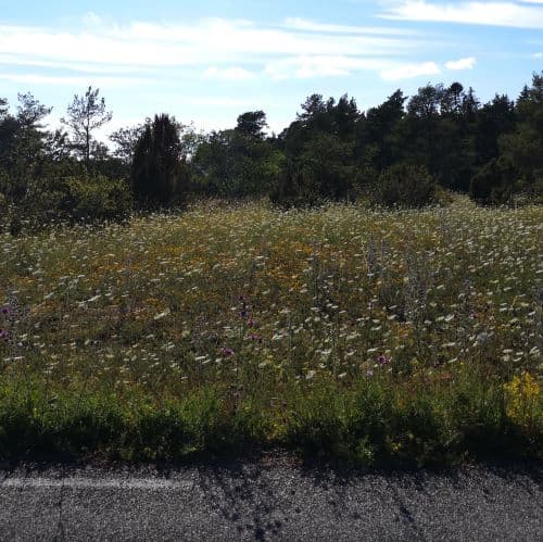 1-IMG_20200720_080850