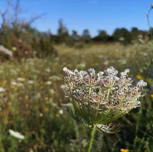 1-IMG_20200720_080918