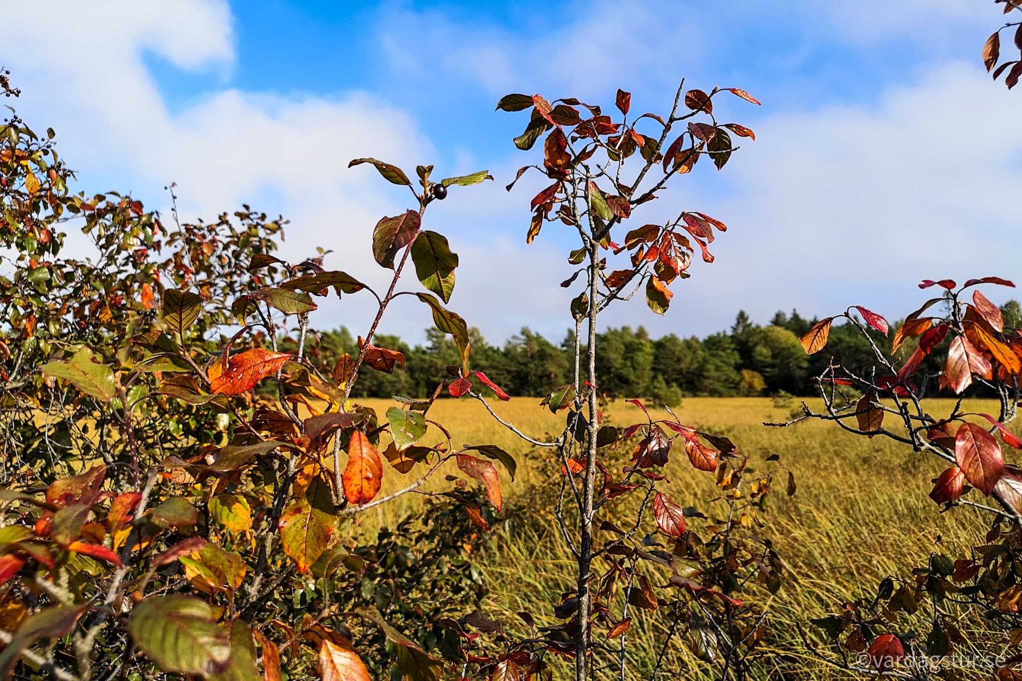 wp-16509862221045261983165978040514