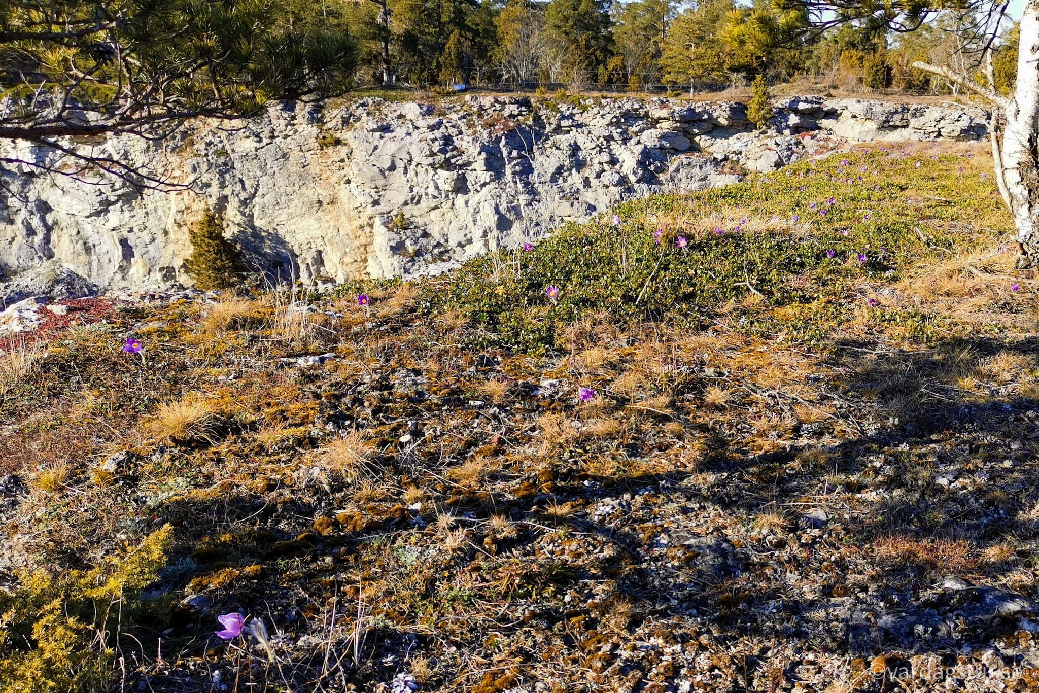 wp-1651086817050351860652649215328