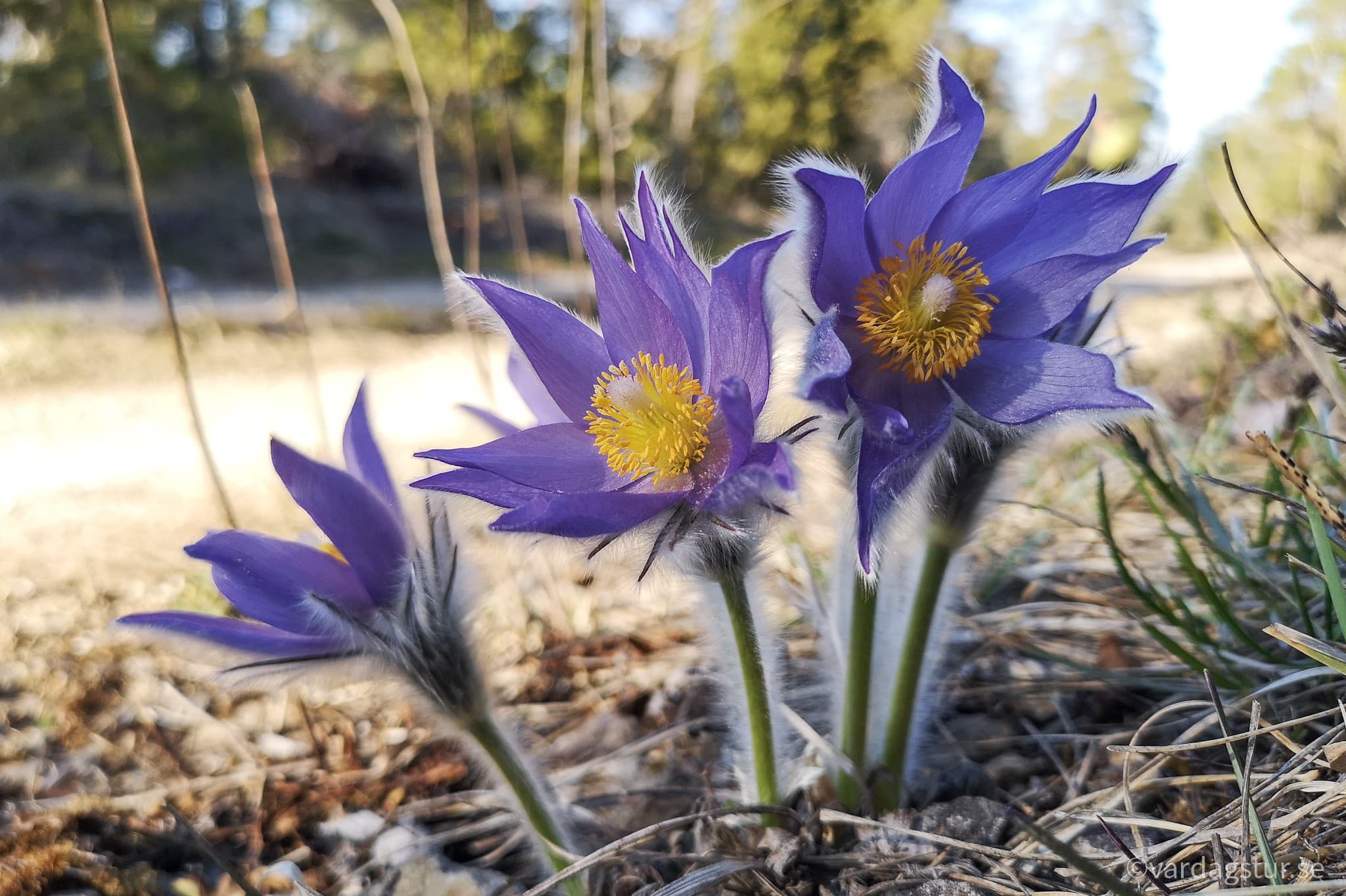 wp-16510880830291328788038494762733