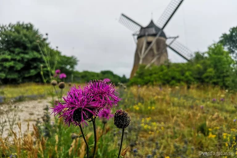 wp-16511685350892576860921765655156