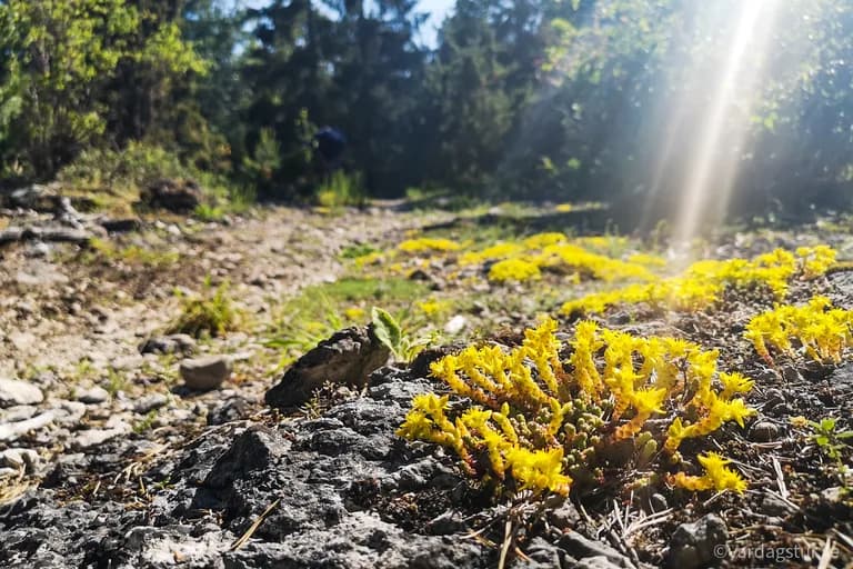 wp-1651168623603842198825083830251