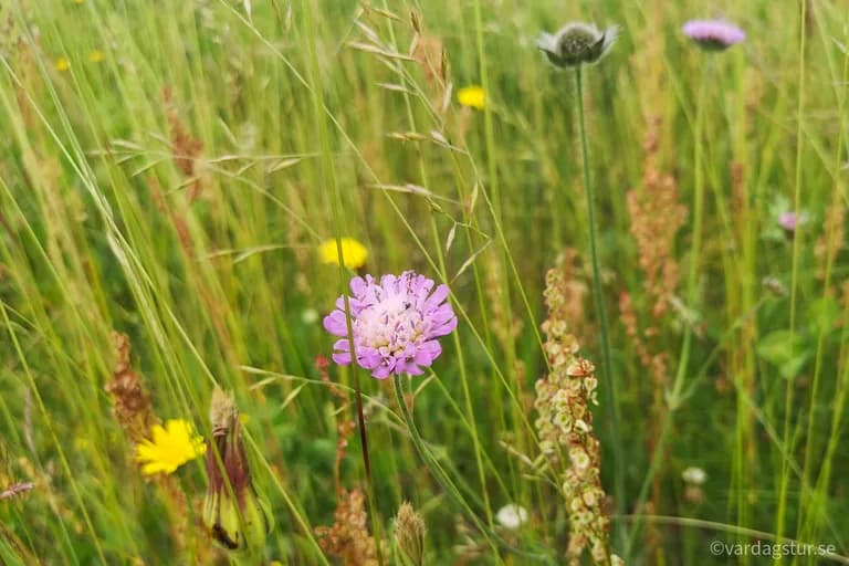 wp-16511686248451519361940015760488