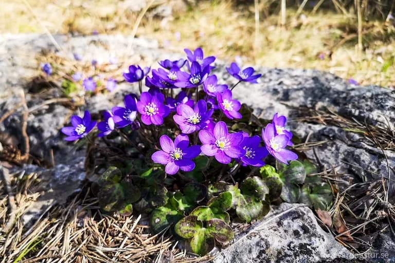 wp-16511687006691351829796555881970