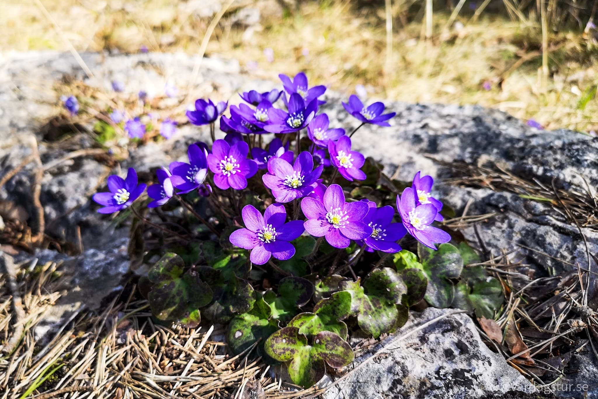 wp-16511687006691351829796555881970