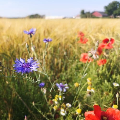 1-IMG_20200721_095146