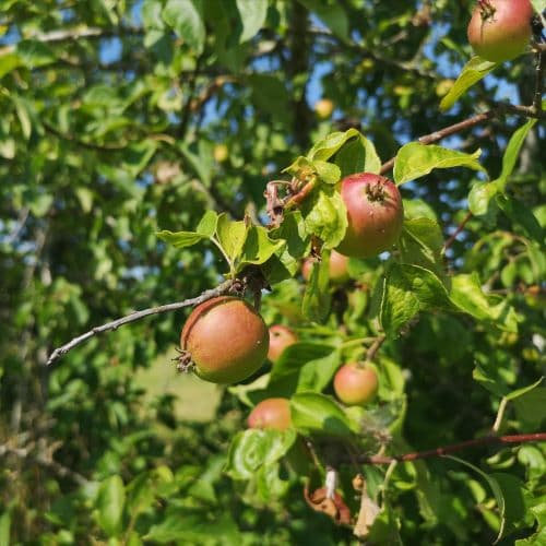 1-IMG_20200721_095619