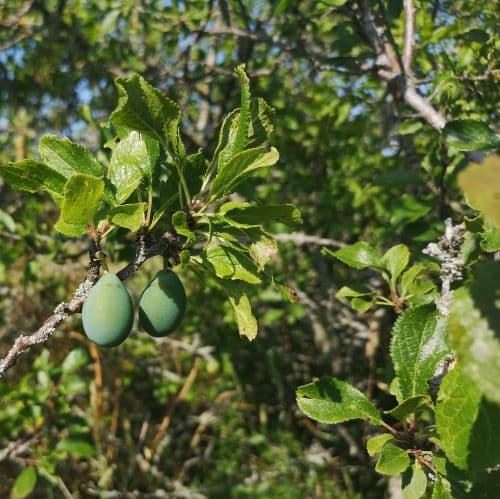 1-IMG_20200721_095639