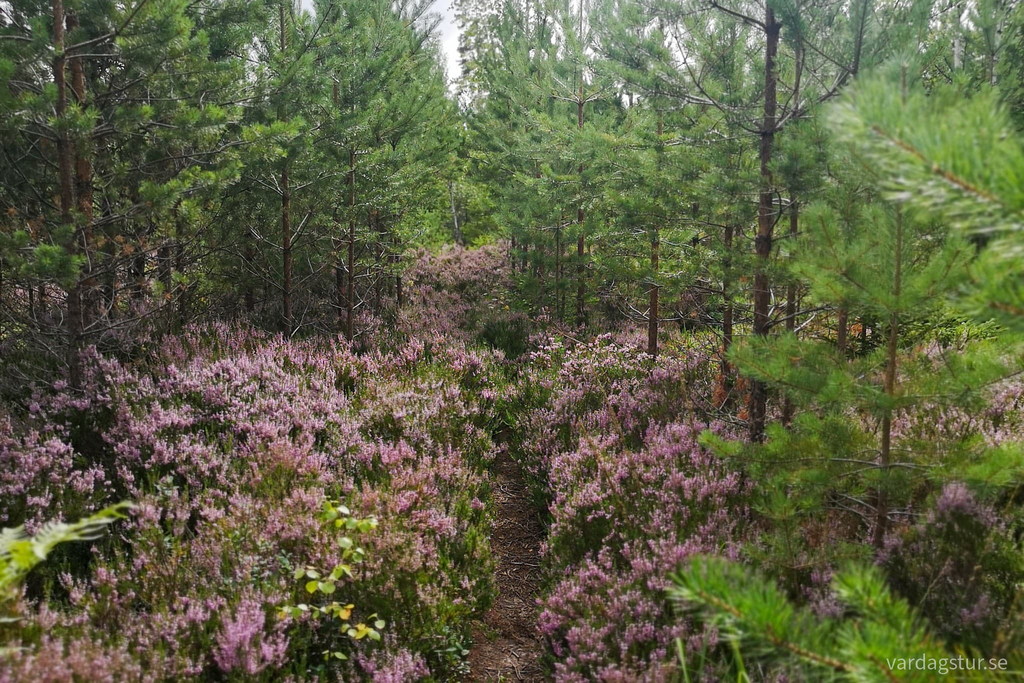 wp-16634018953948765542808067659045