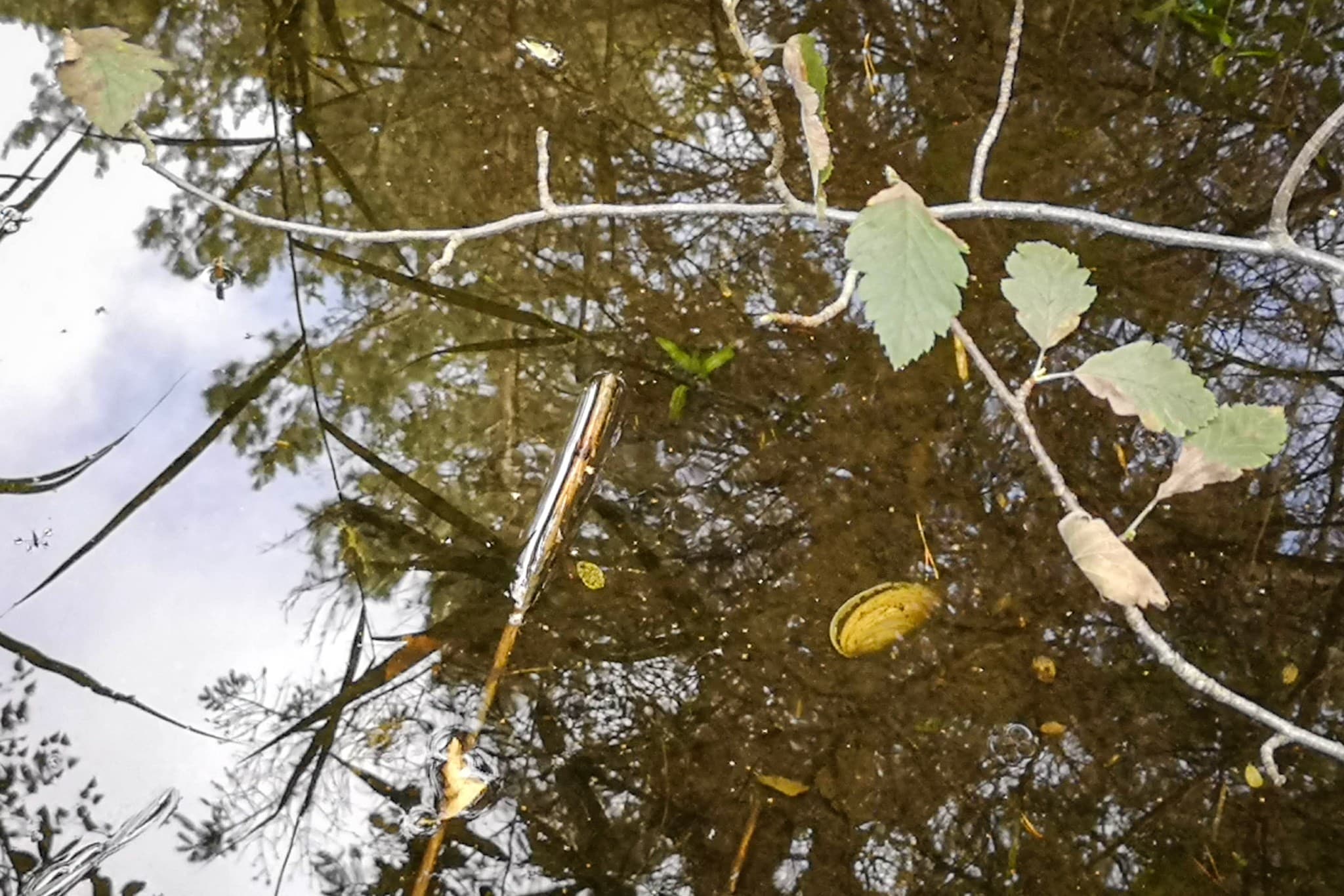 wp-16768282085952551846420291433165