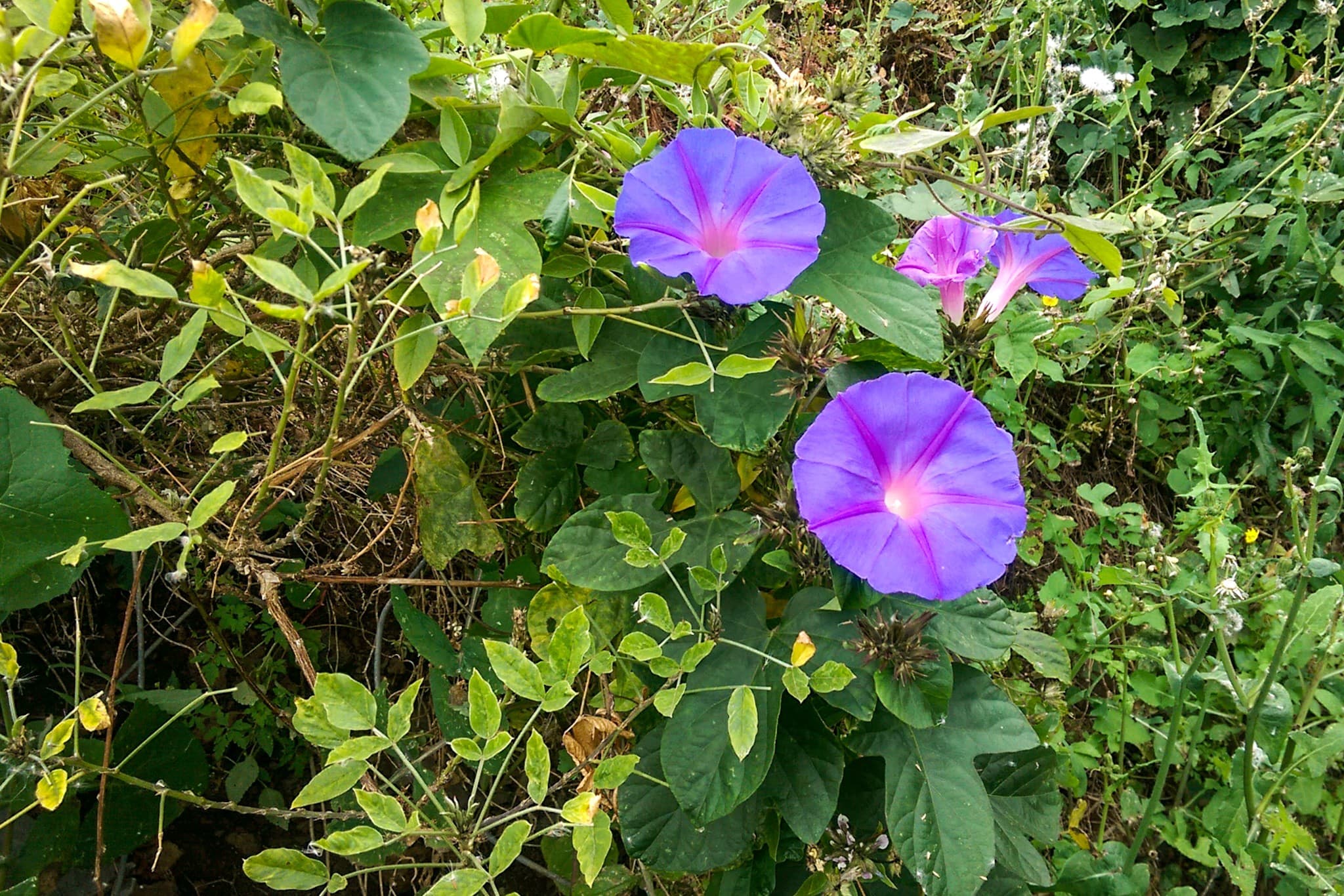 wp-16773589052391778058456211197151