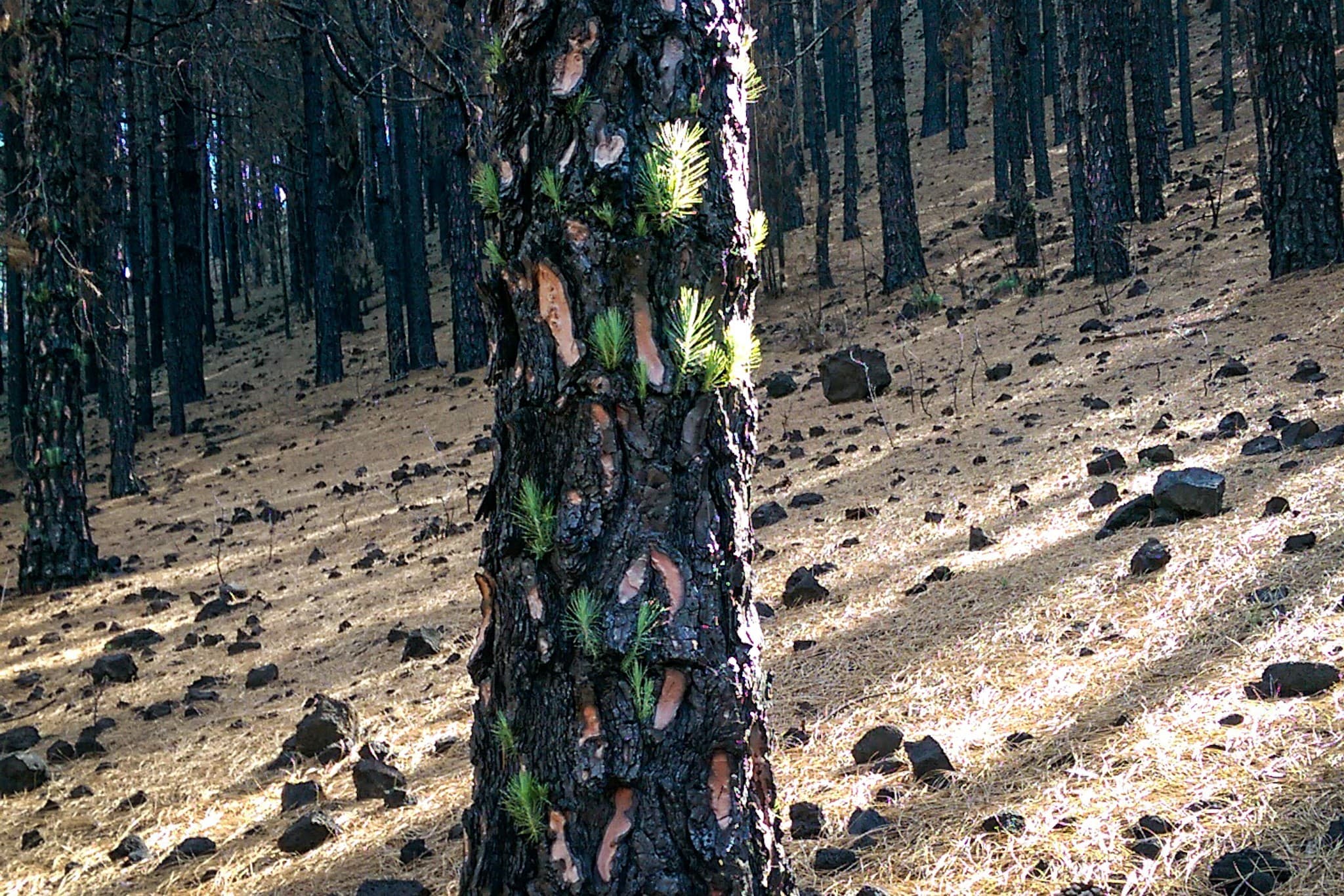 wp-16773614452527525909352796843336