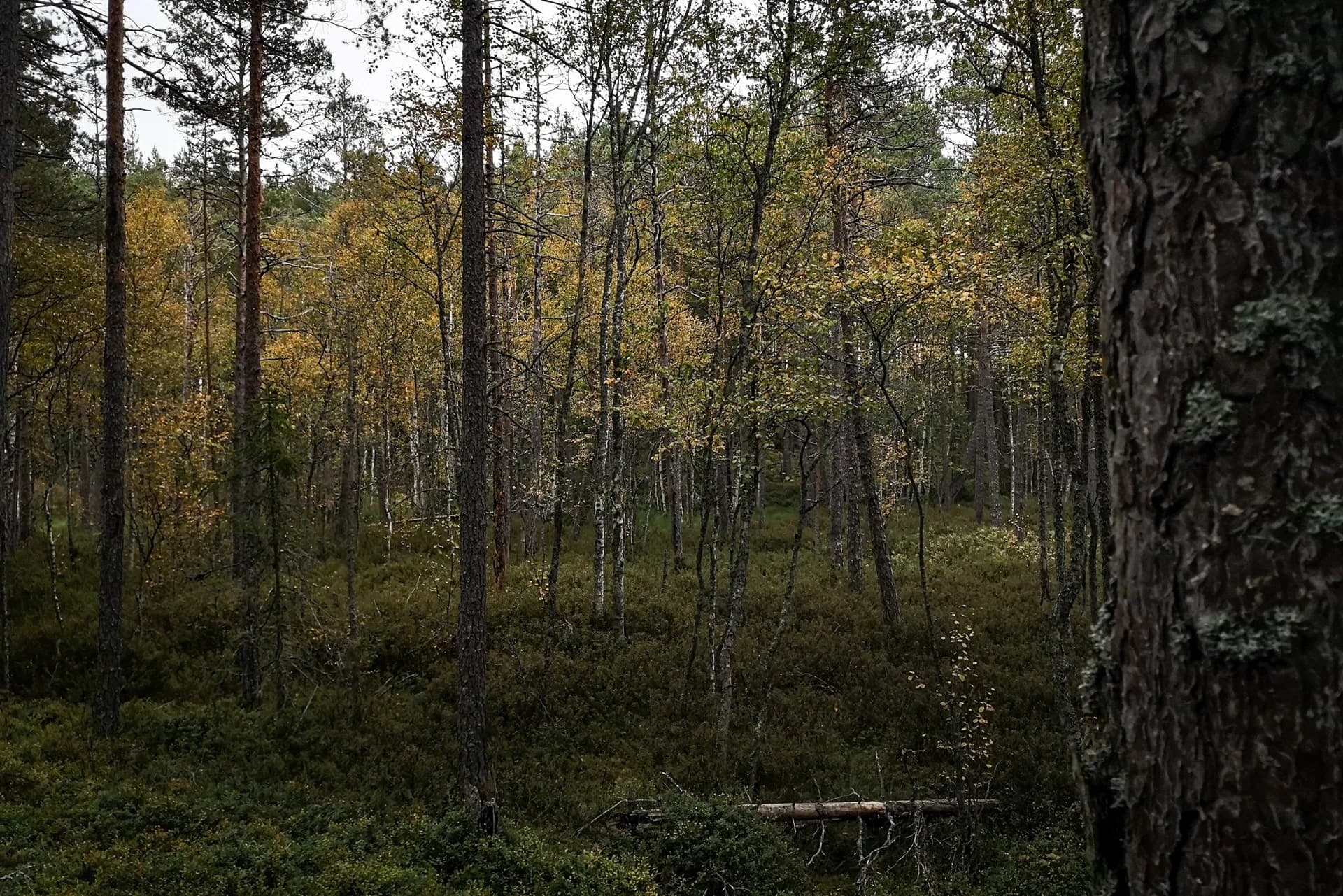 wp-16775932735535568106957481255553