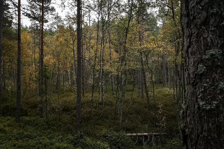 wp-16775932735535568106957481255553