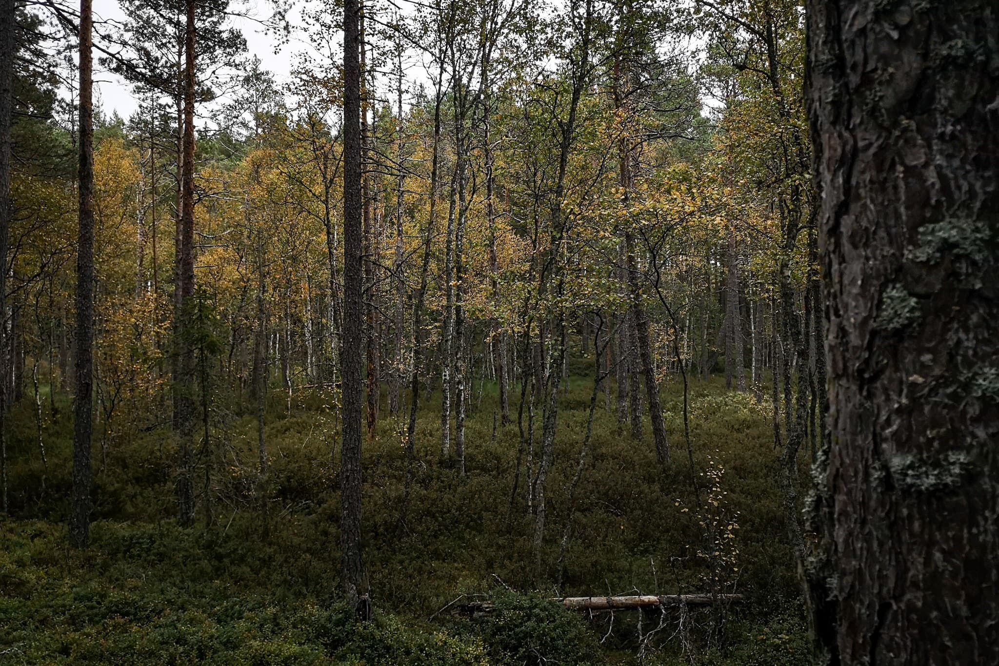 wp-16775932735535568106957481255553