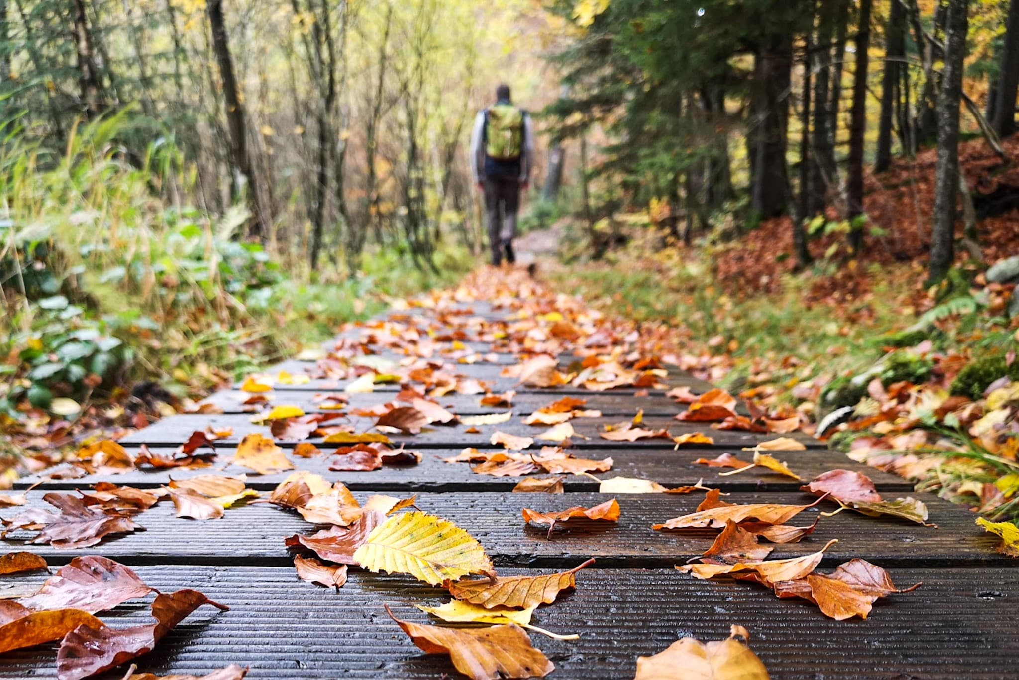 wp-16785402092608718979971965985888