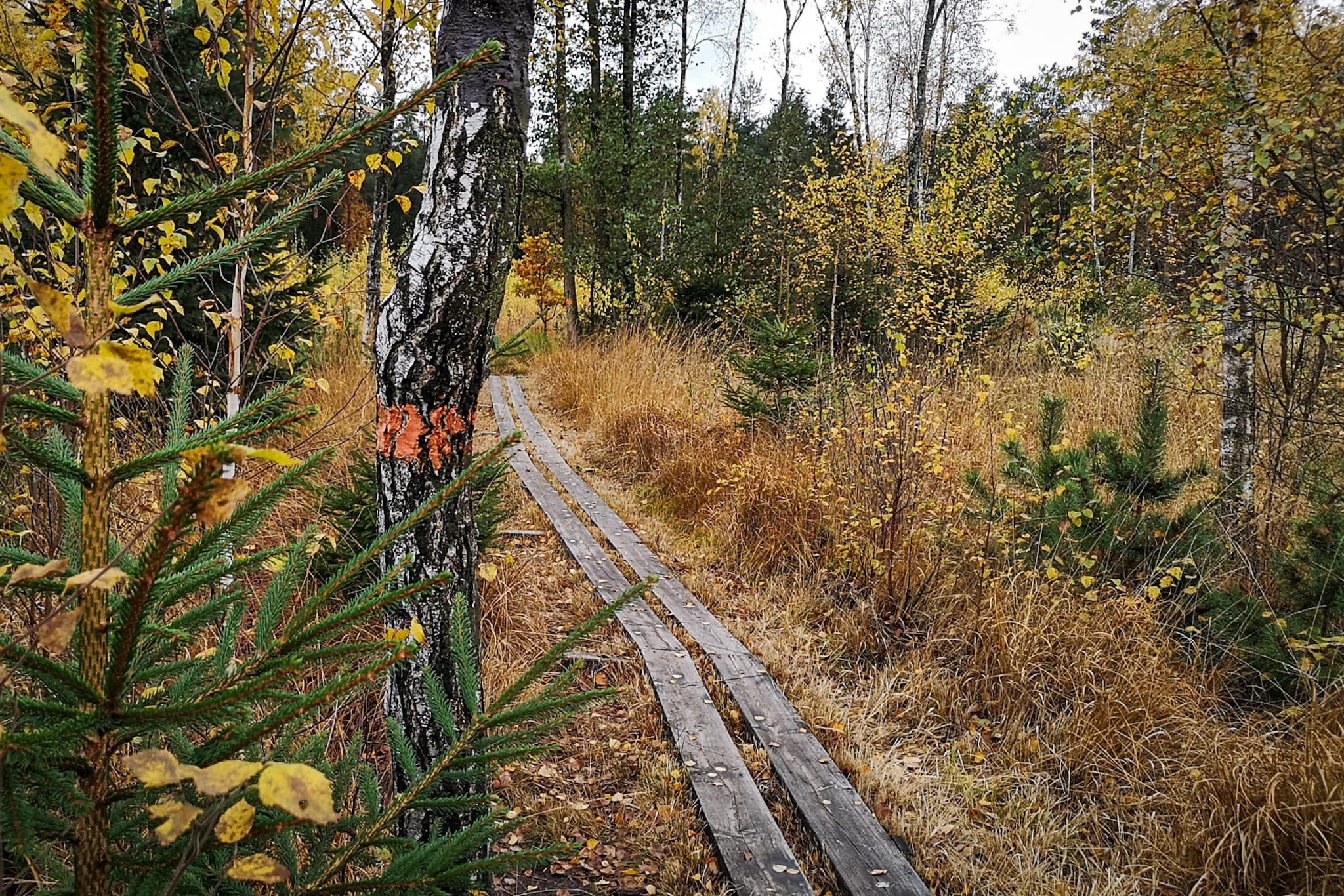 wp-16785402090006320724790633199969