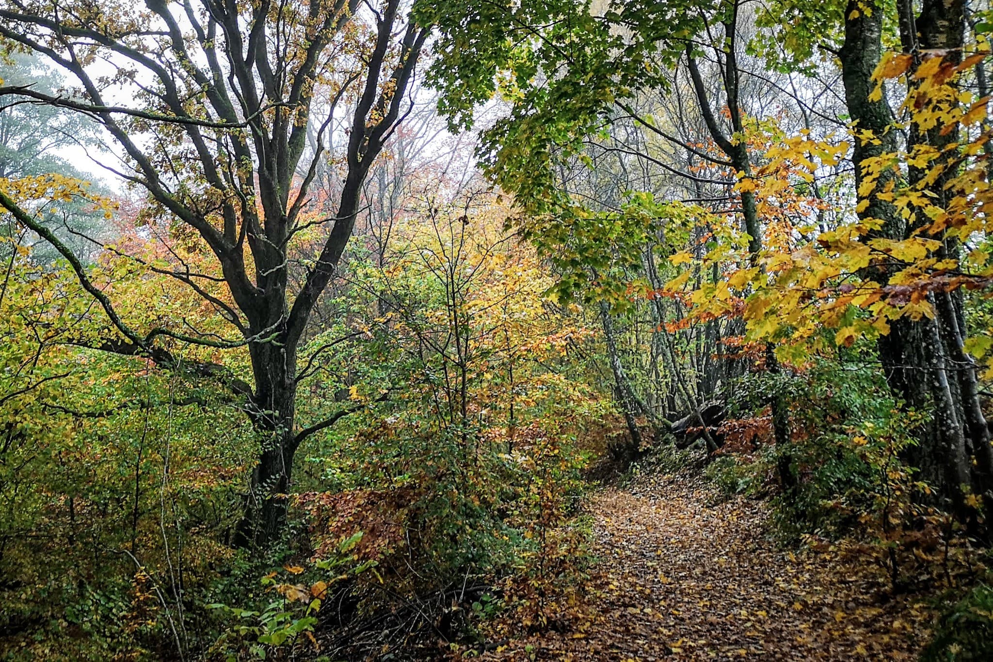 wp-16785402094391666186181627166638