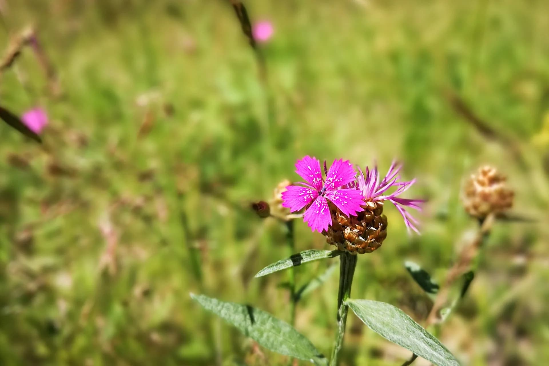 wp-16790029590113035276250899687503