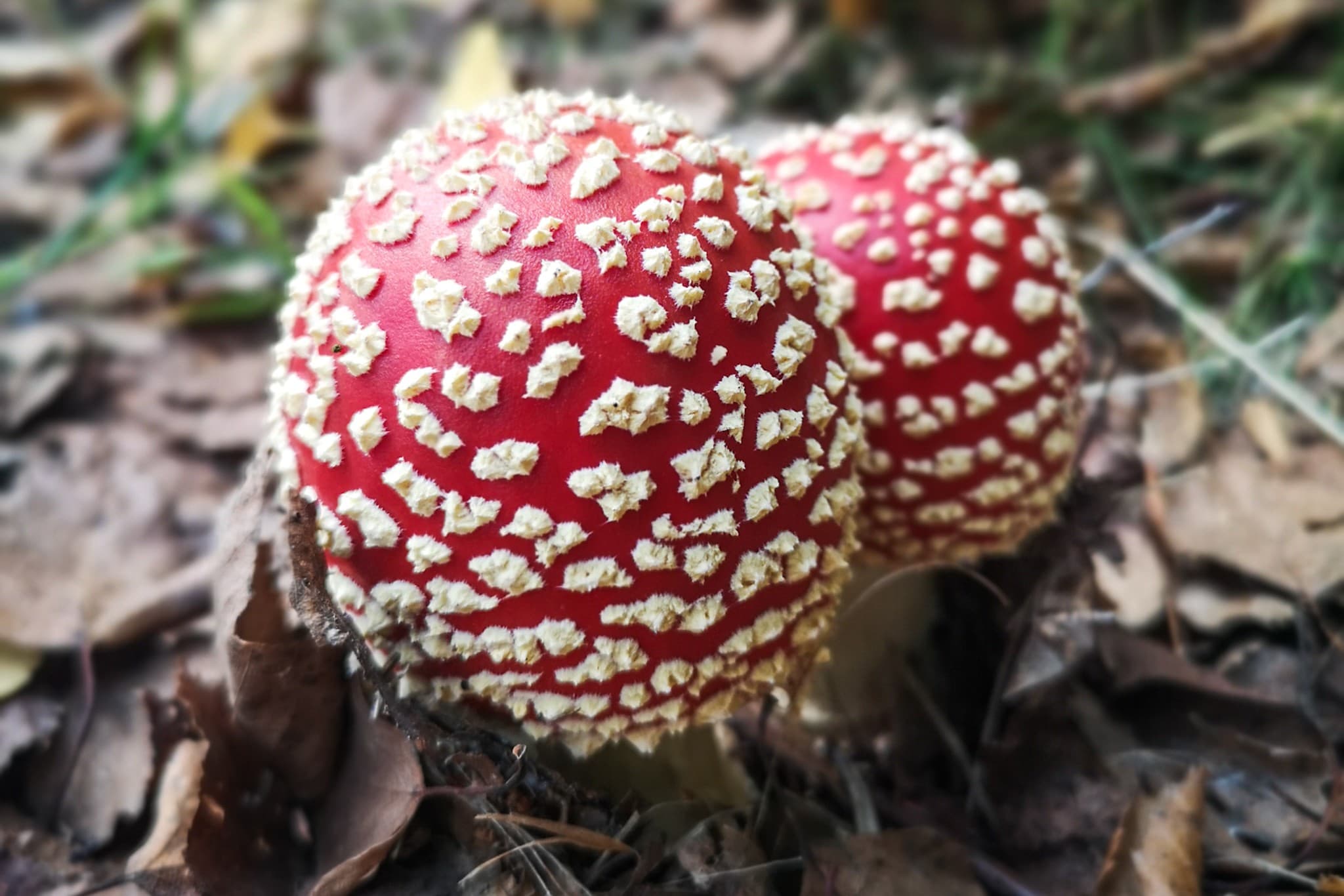 wp-16793896051944684457510908221118