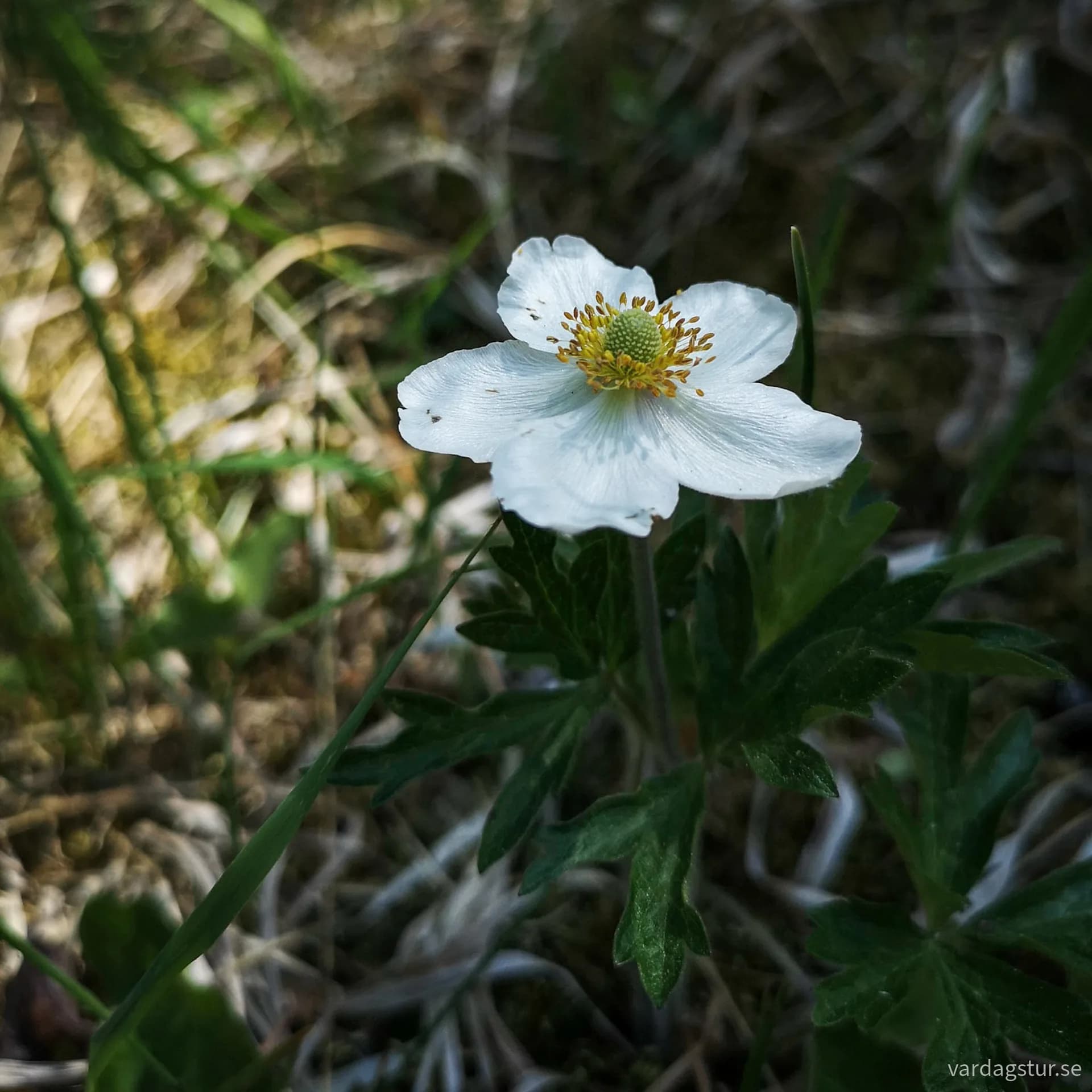 wp-16902221546278613952125753531520