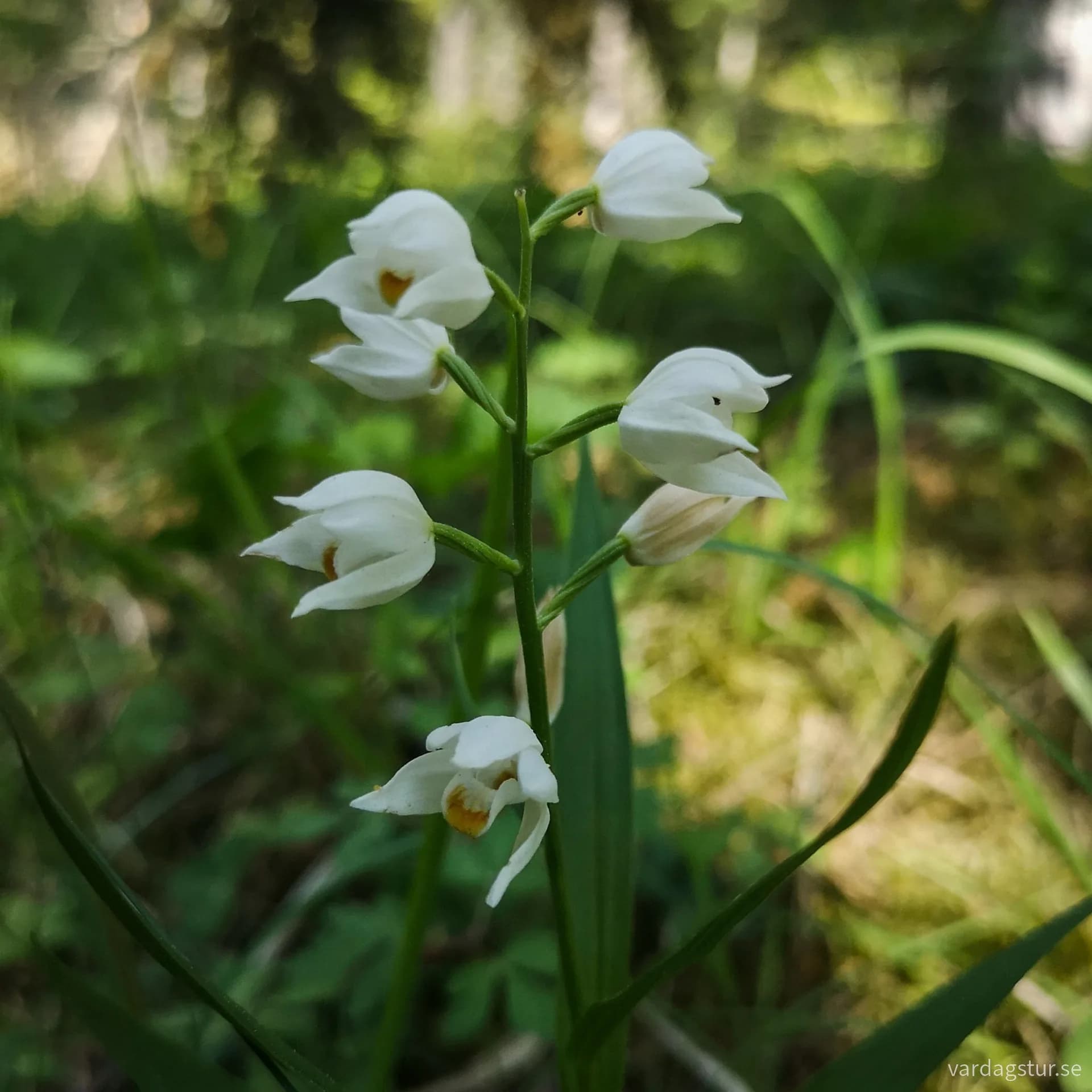 wp-1690222155058934297943639630999