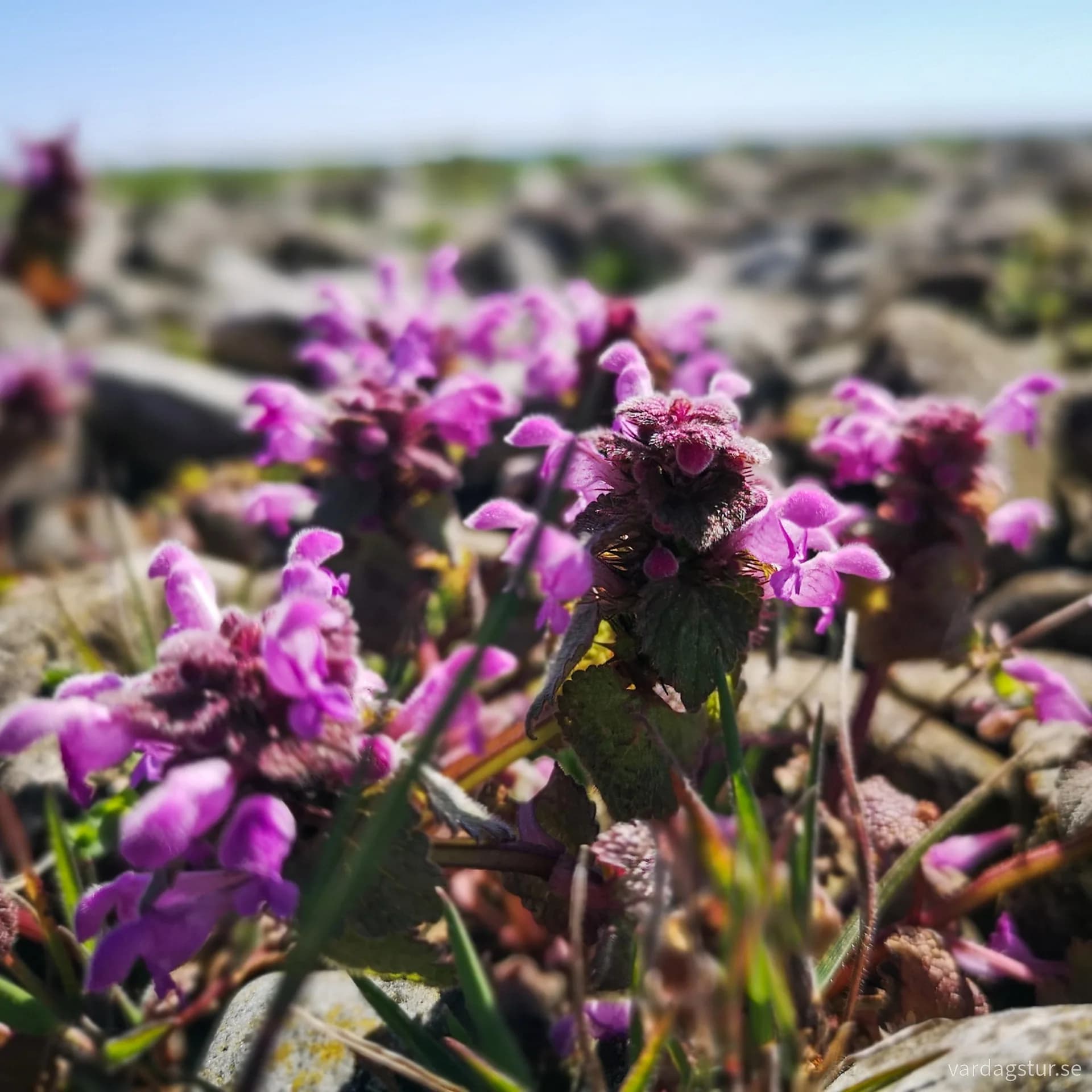 wp-1690389628639519225355777774727