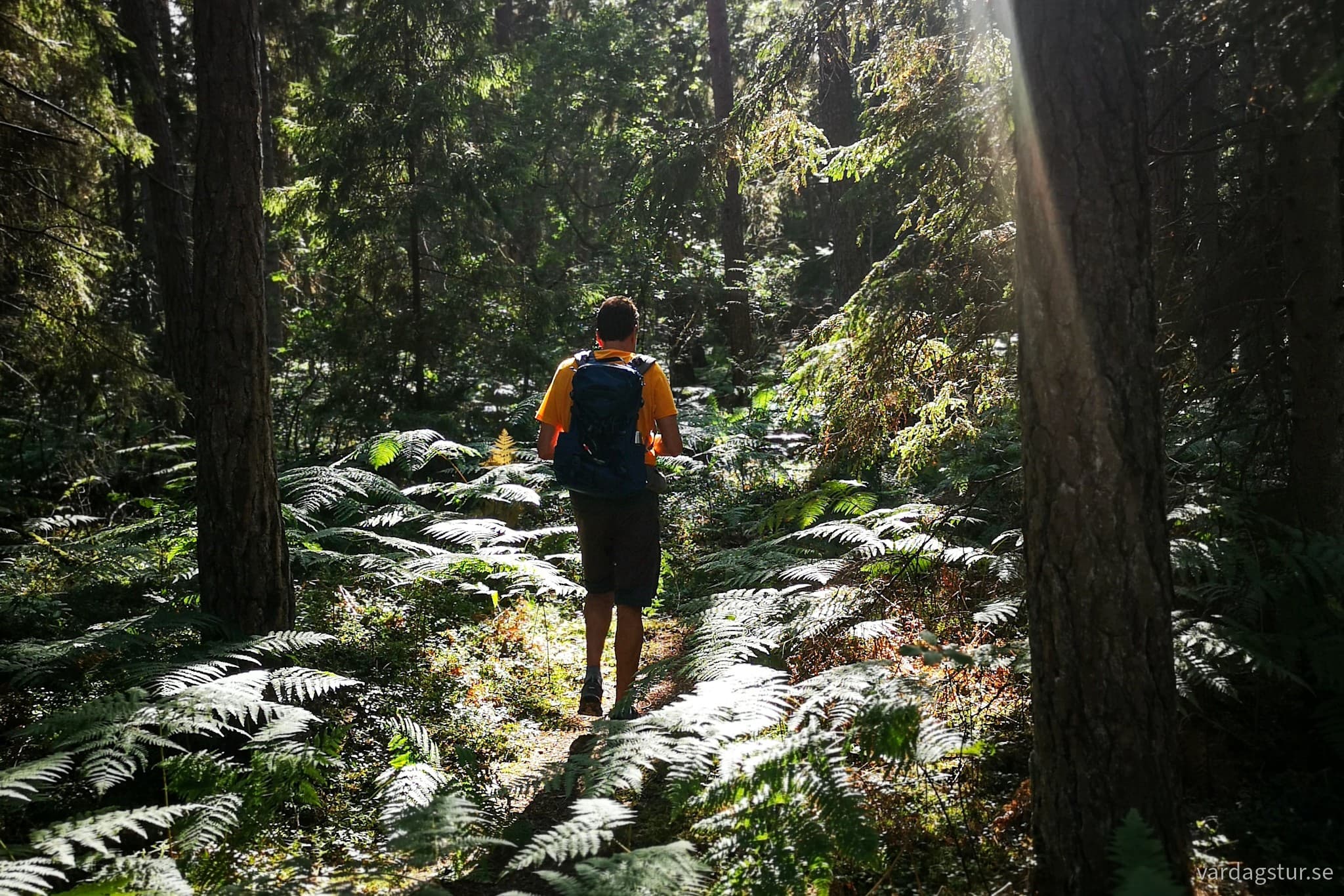 wp-16909085185574244080450898662490