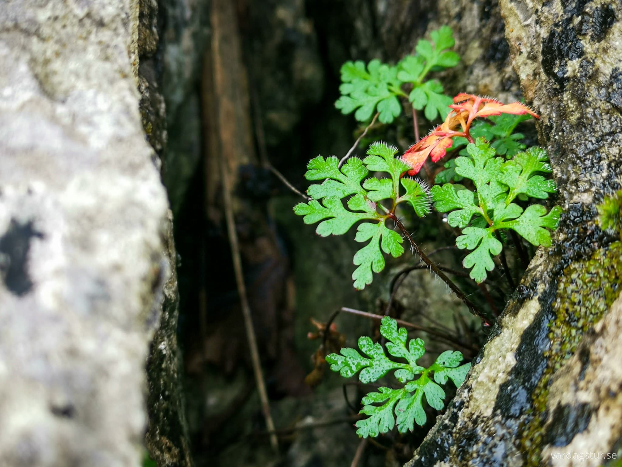 wp-1706957857273993927250566897906