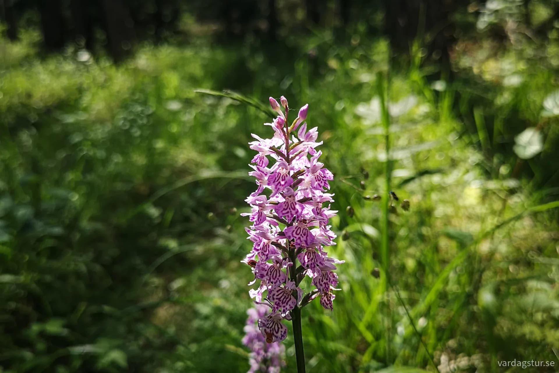 wp-17109630118475809559796314038414