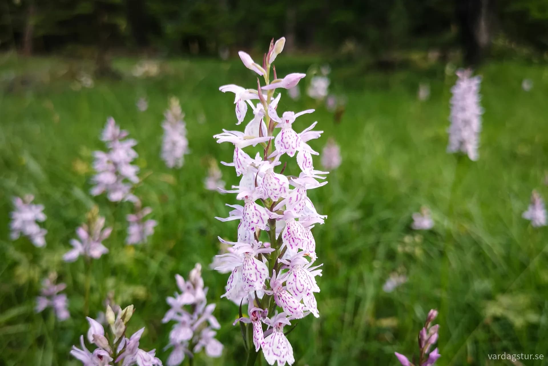 wp-17111032472342452066362116881265