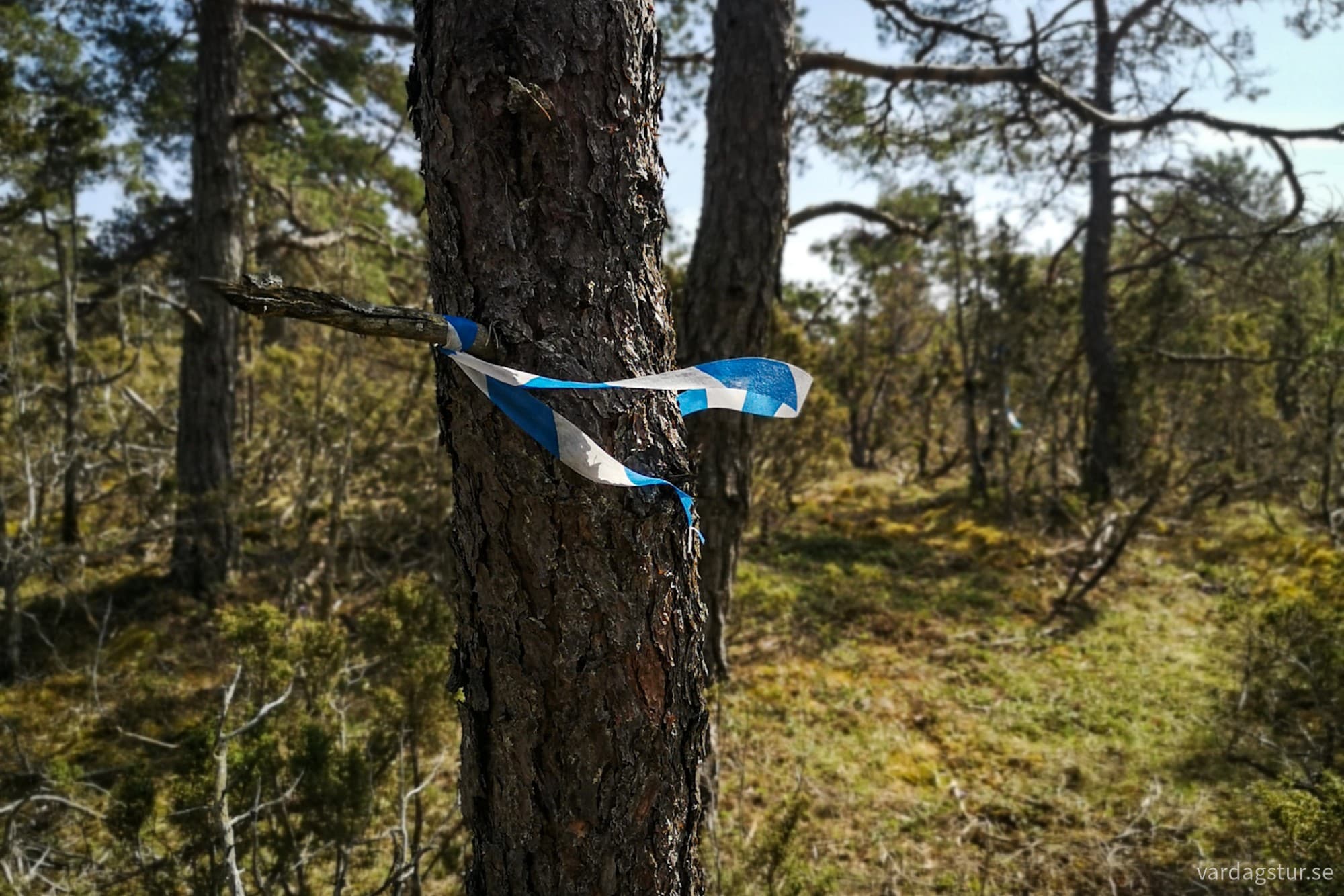 wp-17146784579333228788976240166615