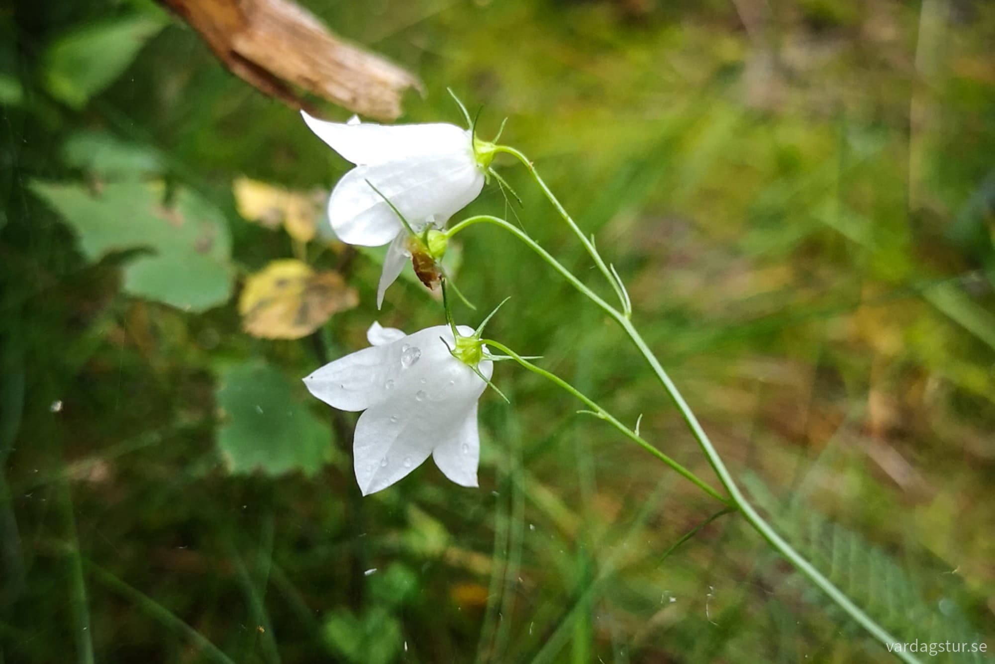 wp-17172242488861026418352995994121