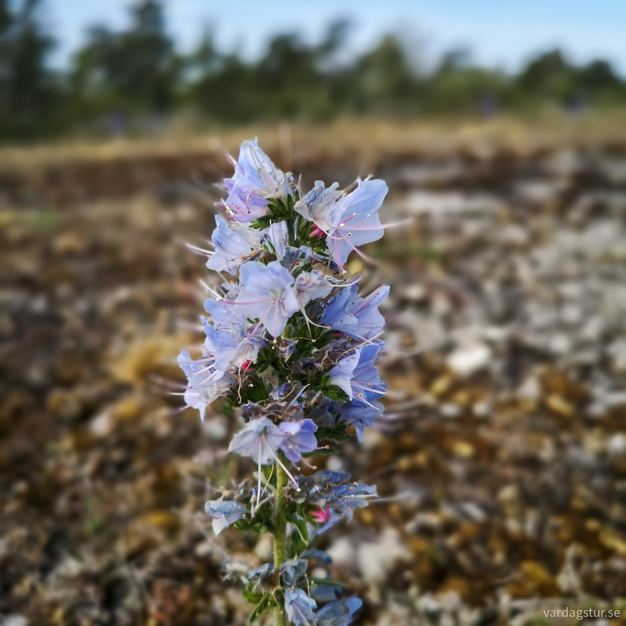 wp-17185172293995022518523436999897