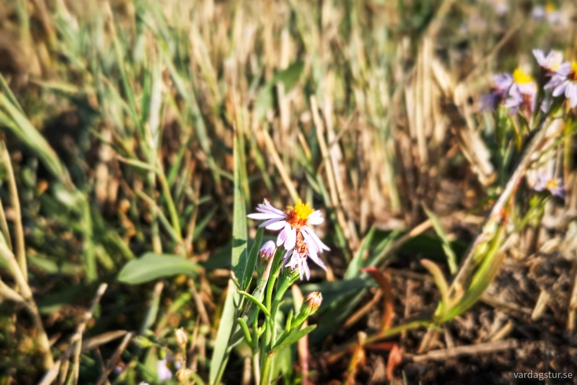 wp-17262093905833455642395059505555