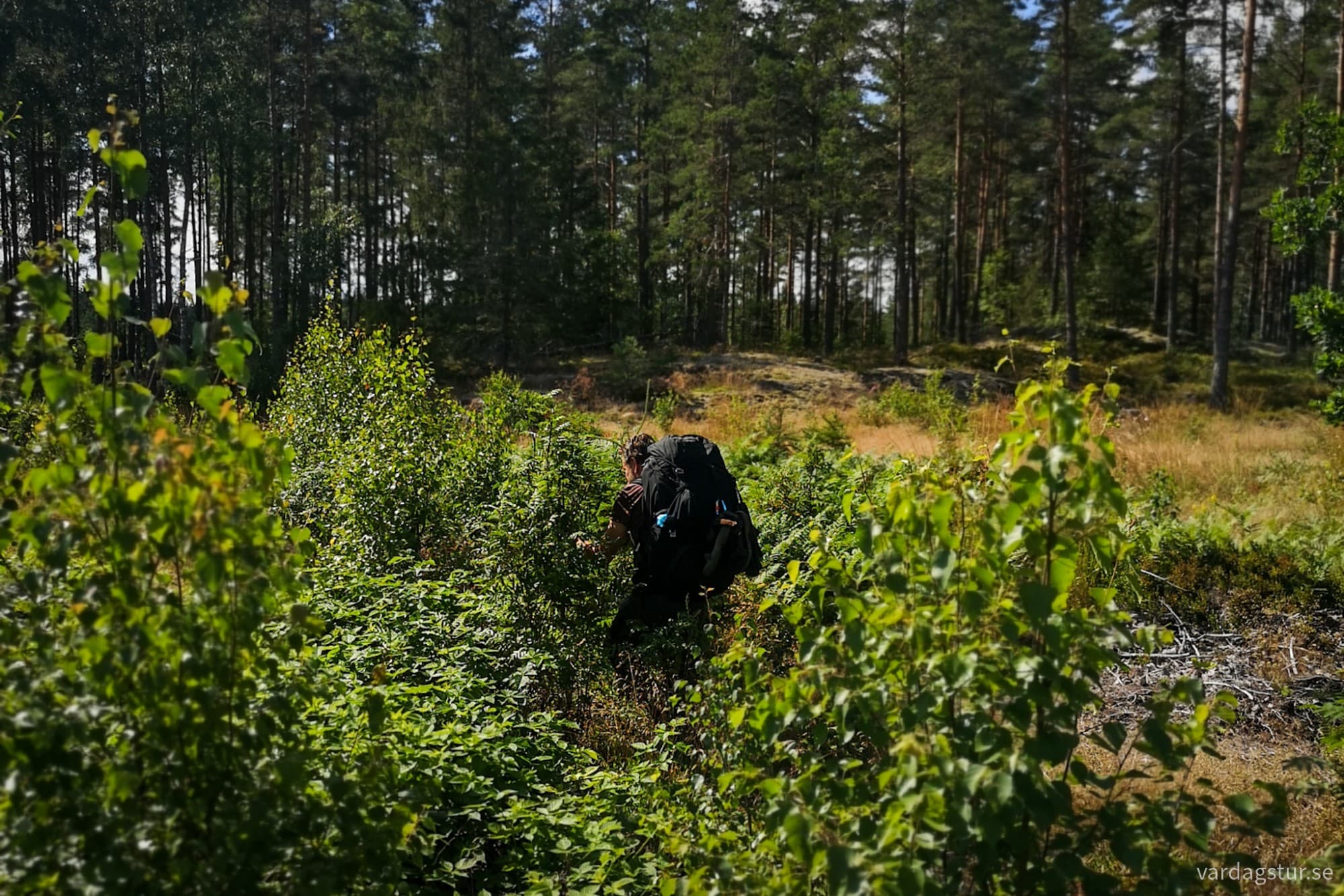 wp-17277100480523899575830378037250