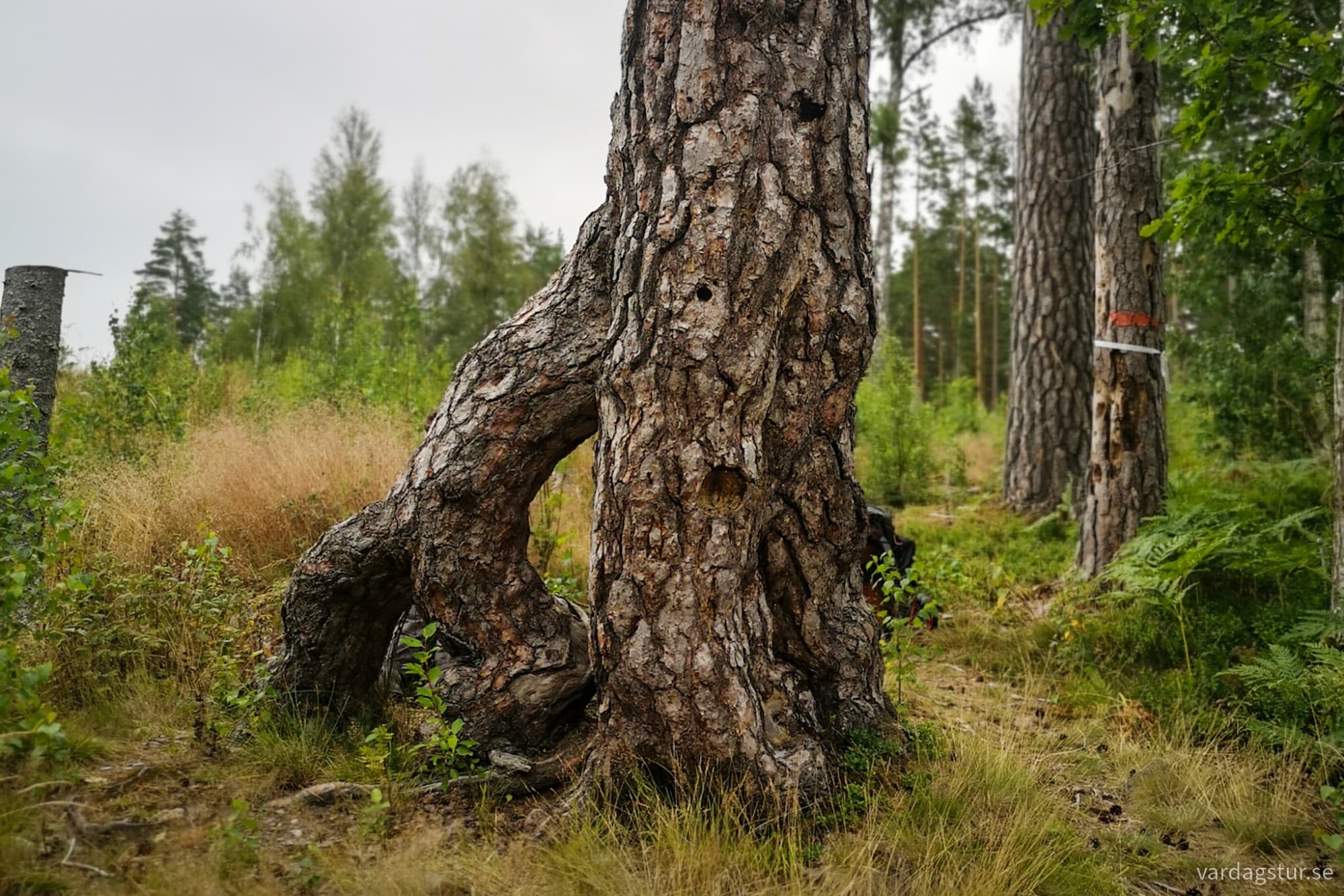 wp-17279673358607849433529596784799