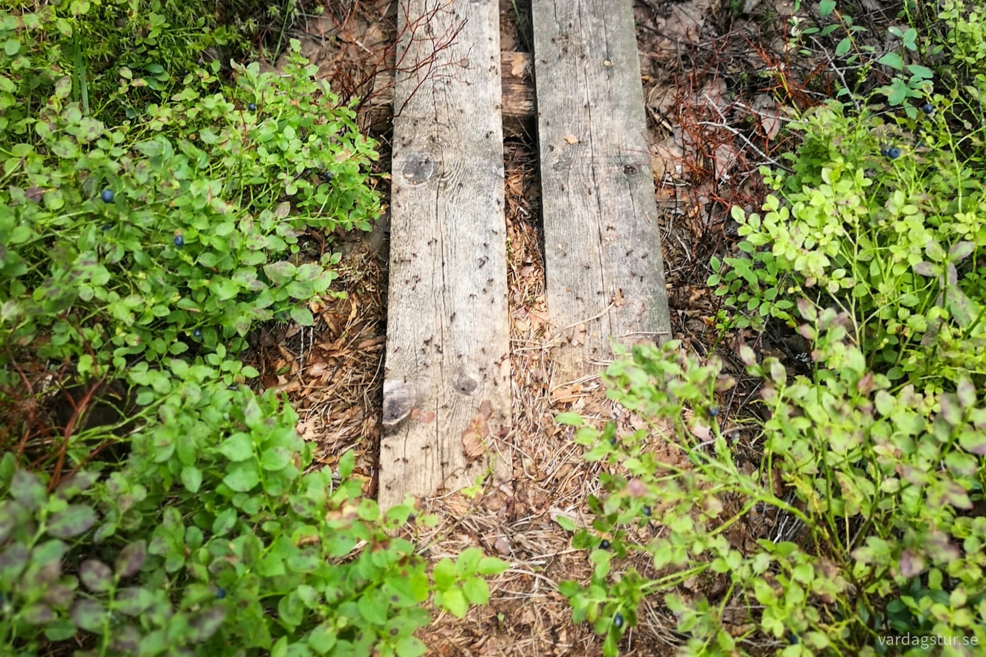 wp-17279692521447466731107466793408