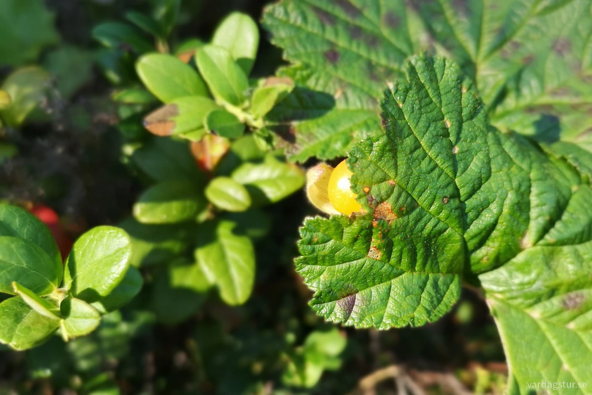 wp-17279707565521344902119701473106