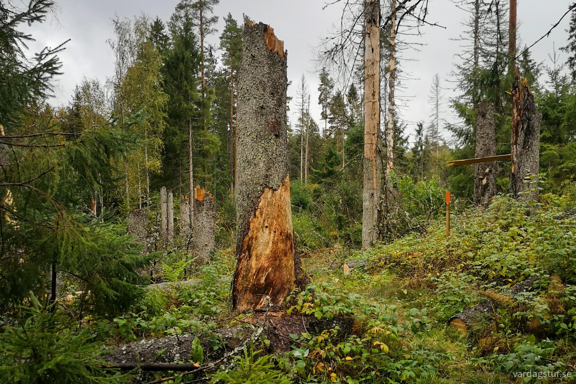 wp-17285866648305400698050597590832