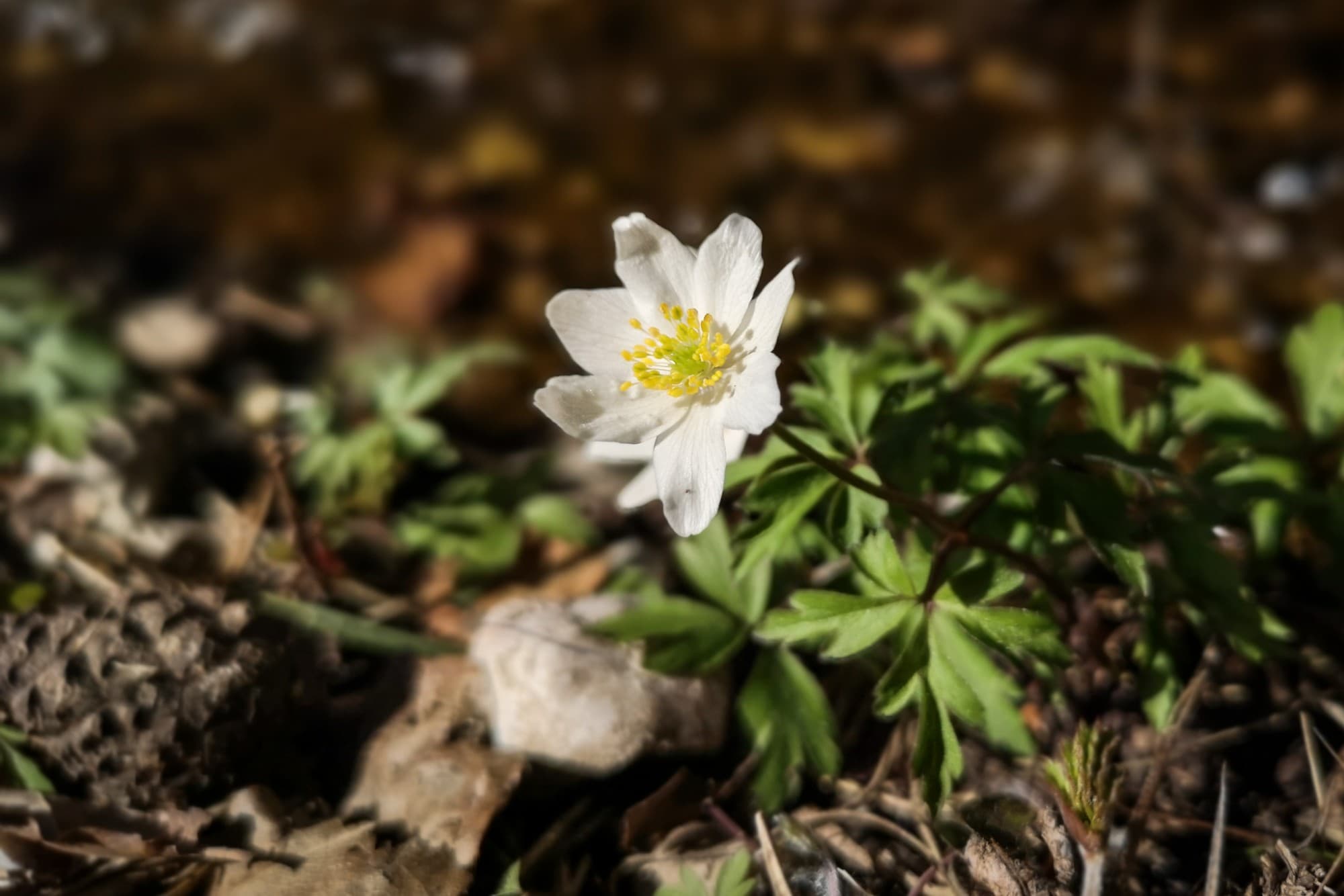 wp-17294425463822426997785840877004