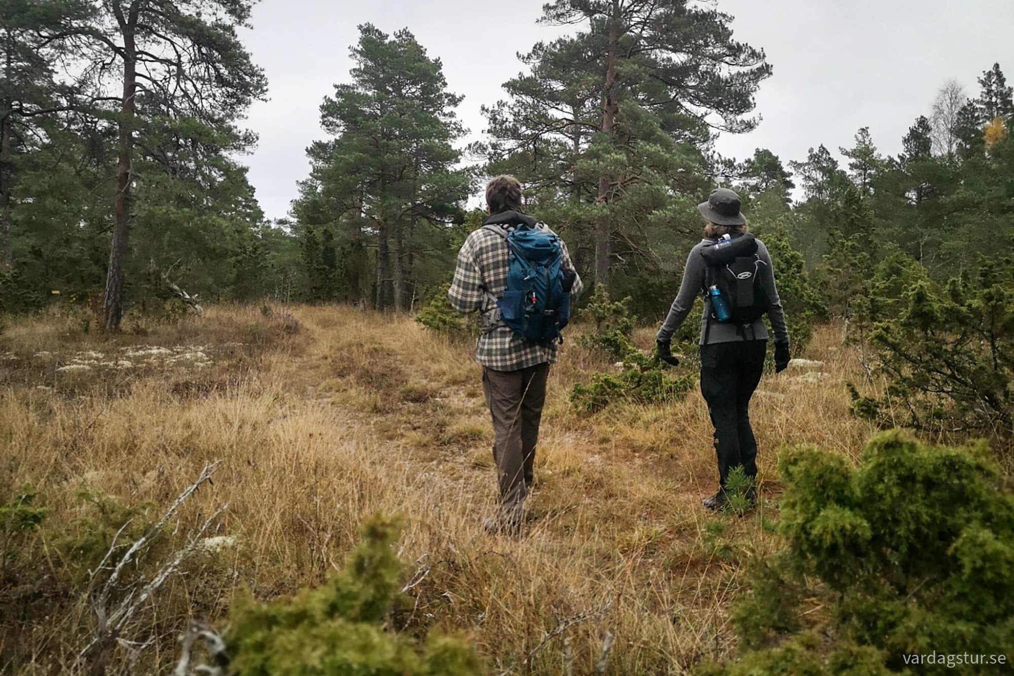 wp-1731666019701343249756174274805