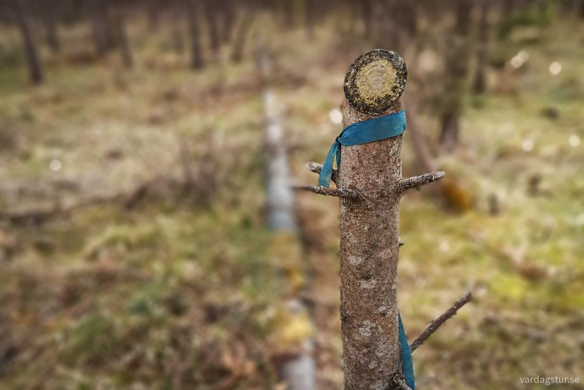 wp-17335623013979000703695938973263