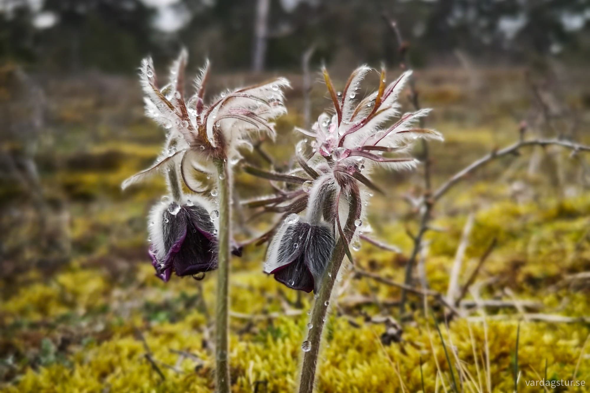 wp-17336417559613307453658123252304