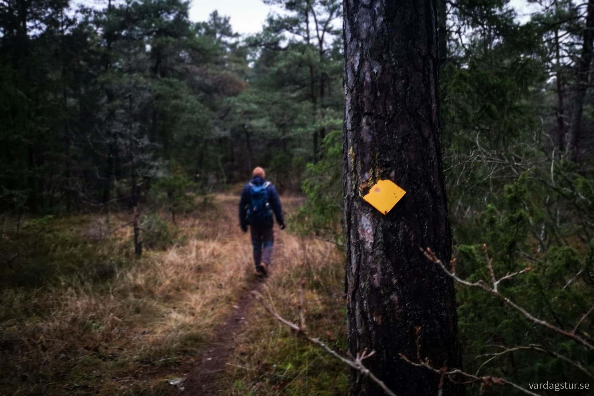 wp-17342496558453982330421271287013