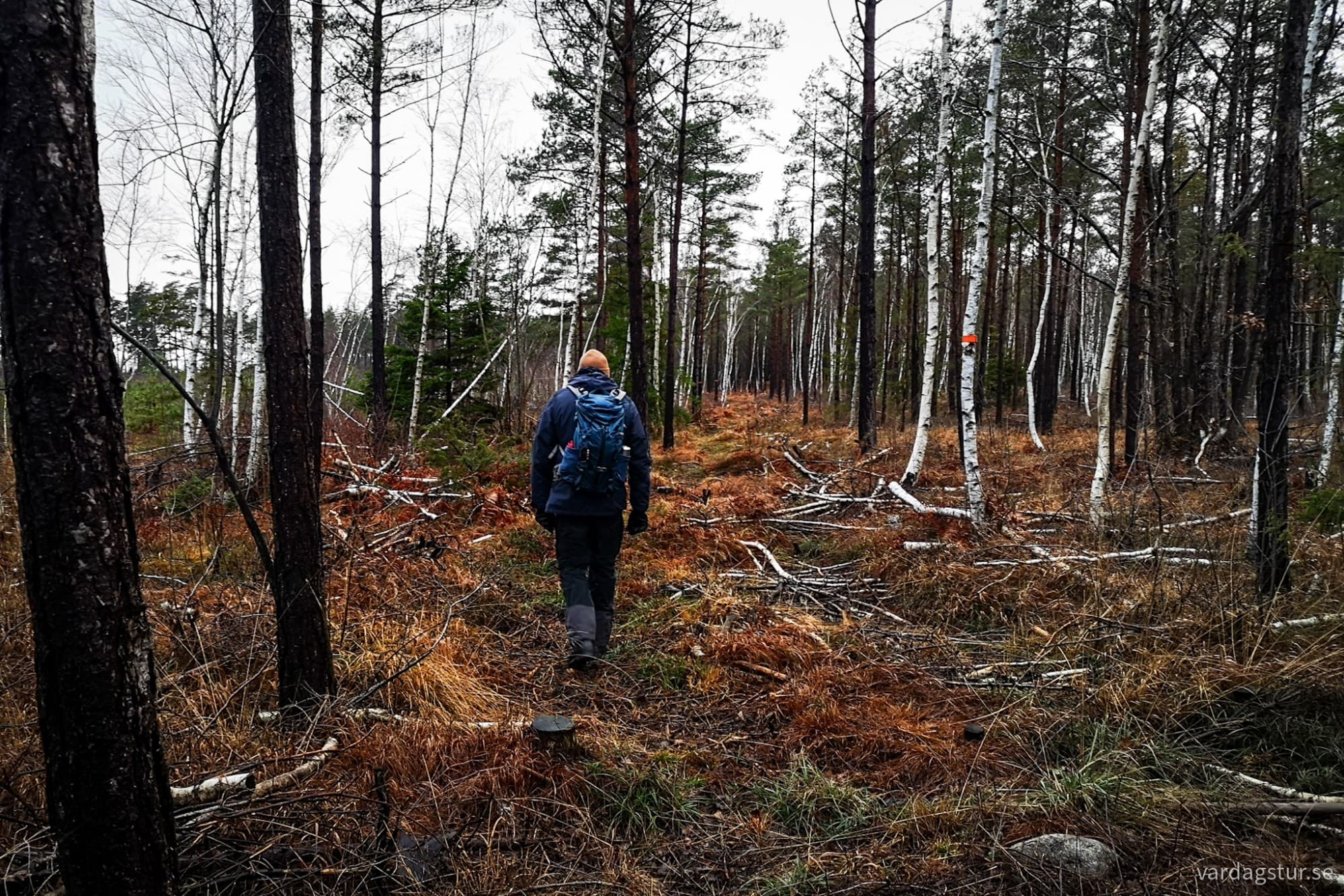 wp-1734884038588180403715772957934