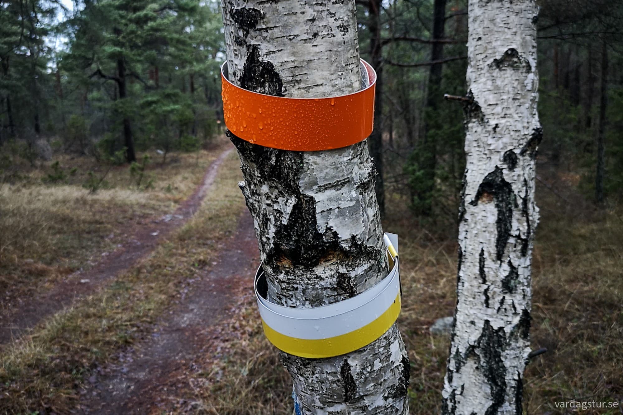 wp-17348840399365592948815575609209