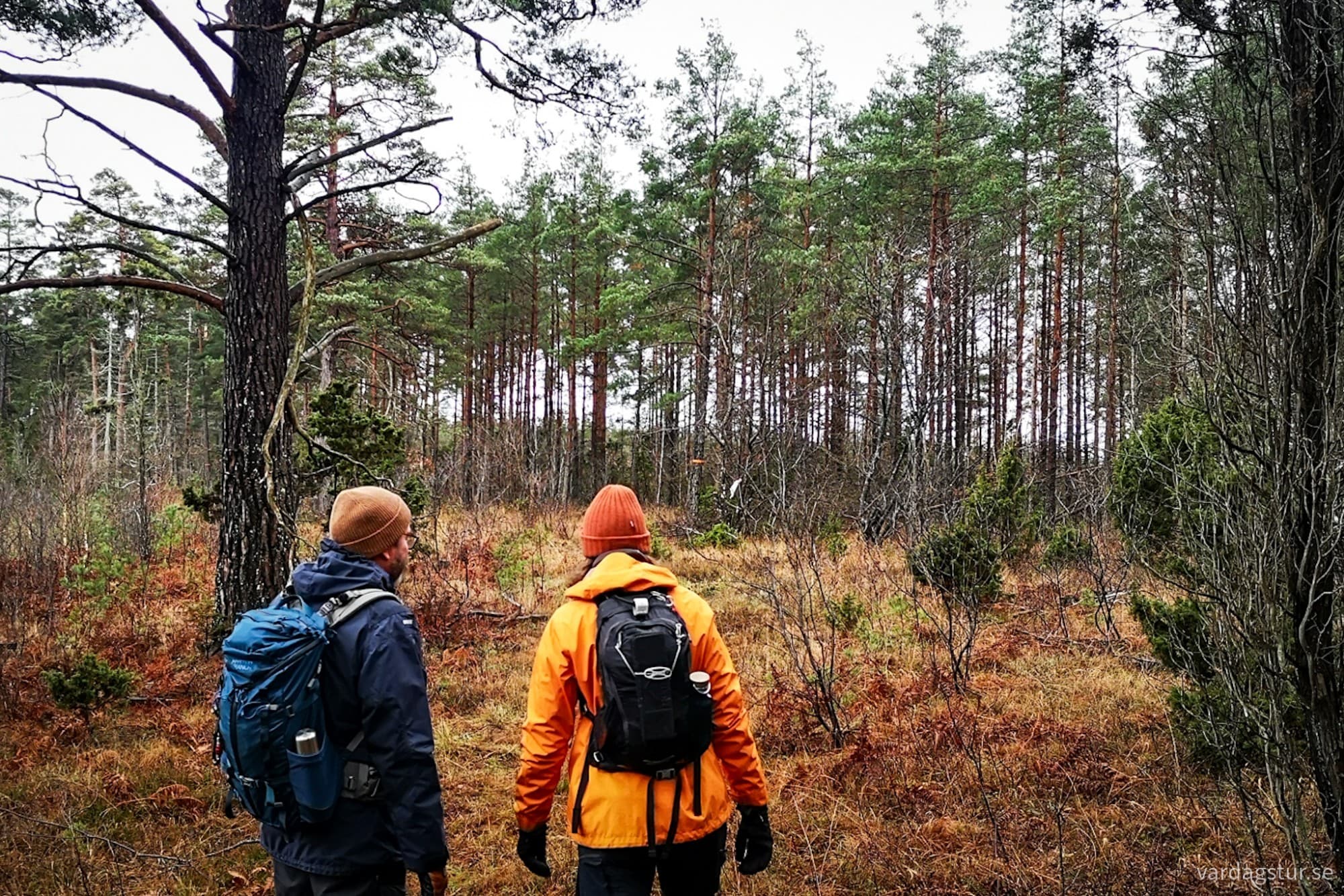 wp-17348840404721415833201363301315